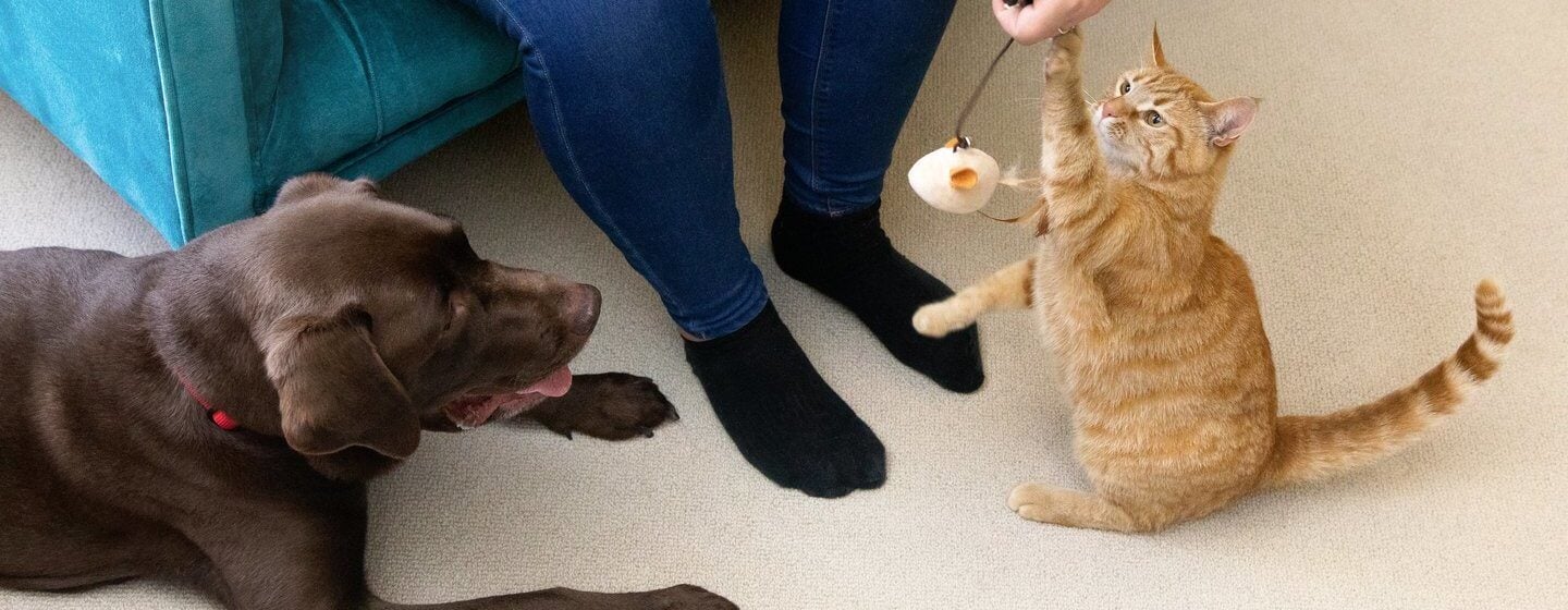 Toy cats and dogs hotsell